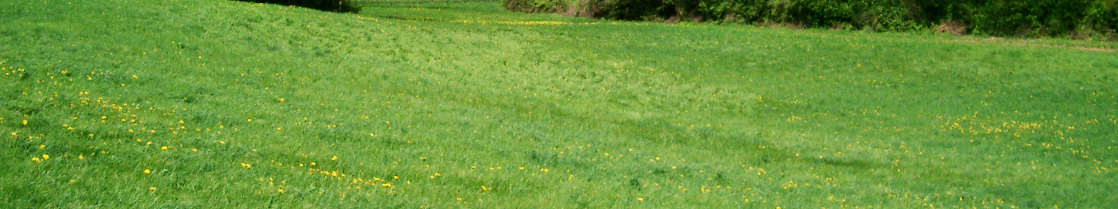 Wiese mit Butterblumen © Dienstleistungszentren Ländlicher Raum